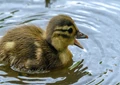 First ever Made-in-India Duck Plague Vaccine Unveiled at ICAR’s 93rd Annual General Meeting