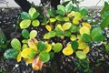 Are Your Plants Turning Yellow? Here’s How to Fix It
