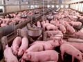 Pig Farming: Govt. is Providing 95% Subsidy for Pig Rearing under this Scheme