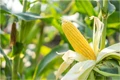 CRISPR to Turn off Genes in Corn & Rice to Boost Crop Yields, says Researchers