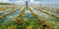 Seaweed Cultivation Enhanced by Residual Water from Food Industry