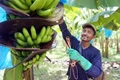 Banana Farmers in Tirunelveli Make Profit After 3 Years of Continuous Loss