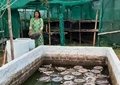 Pearl Farming: This Woman Earns Over Rs 20,00,000 With This Pearl- Fish Farming Model; All Details Inside