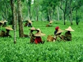Russia-Ukraine Conflict: Assam Tea Industry To Suffer If The War Continues; Says ITA