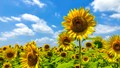 Govt Plans to Expand Sunflower Cultivation & Production in Country