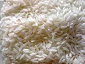 PAU Reveals New & High Yielding Variety of Parmal Rice ‘PR-131’