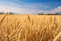 India to export 10 million tons of Wheat worth $4 billion in 2022-23