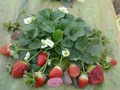 This Farmer From Assam Becomes Popular After Successfully Cultivating Strawberry As Cash Crops; Earns Good Income