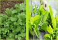 Coriander Vs. Mint: Nutritional Benefits, Difference & Which One Is Healthier?
