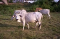 Odisha Boosts Milk Production, Launches Sex-Sorted Semen