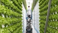 Vertical Farming as a Sustainable Agriculture Alternative