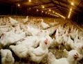 Ukraine Crisis: India Intends To Maximize Its Export of Eggs & Poultry In The Global Markets