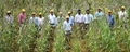 ICRISAT Scientists Developed 'Chakti,' an Iron-Fortified Pearl Millet