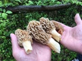 Morel Mushroom “Guchhi” Getting Scarce Due To Climate Change