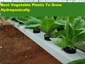 Hydroponic Farming: 5 High-Value Vegetable Plants To Grow Hydroponically