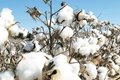 Cotton Association of India Cuts India's Cotton Production Estimate by 2.33 %