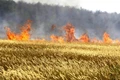 Extreme Summer Heat Destroys Harvest-Ready Wheat in Food-Bowl States