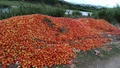 Telangana Tomato Farmers Dump Produce on Roads in Price Crash Distress