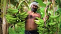 ICAR in Collaboration With KVK Organized Farmer Training Program on Banana Cultivation