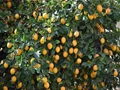 Lemon Farming: What Causes Lemon Flower And Fruits To Drop; Know Methods to Control