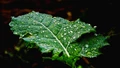 How Plants Activate their Immune Systems in Rain to Fight Dangerous Pathogens