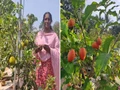 Organic Farming Is Touching Great Heights As Teacher Grows 100 Varieties of Fruits & Vegetables In Just 800 Sq feet Space