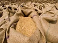 Top Wheat Importer Approves Indian Wheat, India In Trade Talks With Other Nations