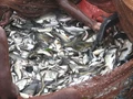 Govt To Provide Over 2000 lakhs Fish Seeds, 5 Lakhs Fish Fingerlings To People Involved In Fish Farming