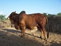Rathi Cattle Breed: Characteristics, Origin, Milk Production & Uses