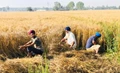 Punjab Farmers Seek Compensation Due to Significant Drop in Wheat Yield