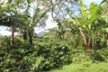 Agroforestry May Be Solution to Carbon-Neutral Agriculture