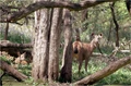 Sukhna Wildlife Sanctuary: Haryana Revokes Its Environmental Clearance for a 10-KM Radius