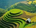 All About Indian Agriculture