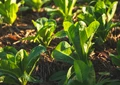 Organic Farming: Top 5 Government Schemes Providing Subsidies to Farmers