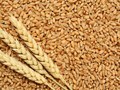 Egypt Wheat Export: Cheap Indian Wheat Confronts Quality Checks & Expensive Freight Costs