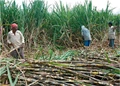 Sugar Mills to Pay More Than Rs. 1,00,000 crores to Cane Farmers This Season