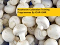 ICAR-Directorate of Mushroom Research Is Providing Training on Mushroom Cultivation