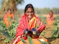 Female Farmers in Jharkhand Benefit From Government’s Chas Haat Project