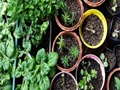 Smart Urban Farming Initiative: Government To Distribute 10,000 DIY Kits To Promote Urban farming