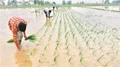 Punjab Plans to Use Water- Saving Broadcasting Method to Grow Rice this Kharif
