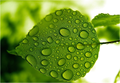Decoding Leaf Angle Genetics: Larger Slant for a Better Crop Yields