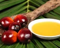 Indian Edible Oil Market Rejoices as Indonesia Won’t Ban Crude Palm Oil Export