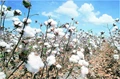 FSII Urges Government to Restrict Sale of HTBt Cottonseed