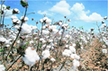 FSII Urges Government to Restrict Sale of HTBt Cottonseed