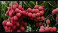 Heatwave to Hit Bihar’s Litchi, Mango Farmers; Could Reduce Yield by a Quarter