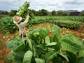 10 Innovative Tobacco Farmers Receive Award From Tobacco Institute of India