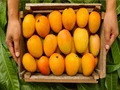 Exporters Surprised by Increased Demand for Alphonso Mangoes in US Markets