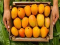 Exporters Surprised by Increased Demand for Alphonso Mangoes in US Markets