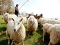 Sheep Farming: This Farmer Earns Rs. 5-6 Lakhs from Sheep Rearing