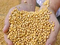 Soybean: Nutritional Value, Health Benefits & Popular Soybean Products